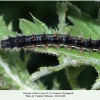 vanessa cardui pyatigorsk larva5 1